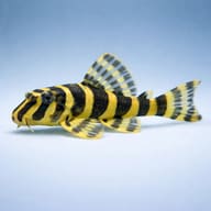 Representative side view of L134 Leopard Frog Pleco; not the exact fish supplied - view 3