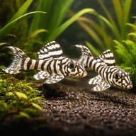 L236 Pleco — Two stylised representative L236 Plecos (Hypancistrus seideli) in an aquarium - view 2