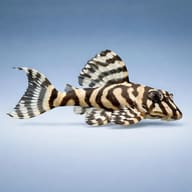 Stylised side view of an L236 Pleco (Hypancistrus seideli), basic grade - view 3