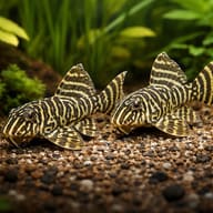 L333 Hypancistrus sp. cb porto de mos pair in a planted aquarium - view 2