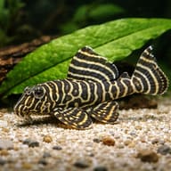 L333 Hypancistrus sp. (Hypancistrus sp.) - UK (Hypancistrus sp. L333) — Striking L333 pleco with bold zebra striping, ideal… - view 4
