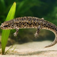Pleurodela spec. — close view showing fin and scale detail — representative image - view 4