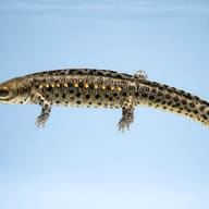 Pleurodela spec. — side profile on a plain background — representative image - view 3