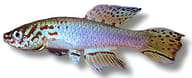 Plumed Lyretail — Lyretail from Togo, Fundulopanchax filamentosus - view 5