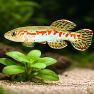 Puerzl's Killifish scale and plant aquarium visual — representative image - view 4