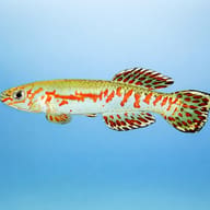 Puerzl's Killifish side profile aquarium visual — representative image - view 3