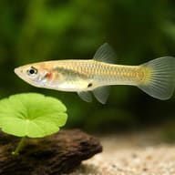 Poecilia endler female 2,5 - 3 — close view showing fin and scale detail — representative image - view 4