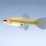Poecilia endler female 2,5 - 3 — side profile on a plain background — representative image - view 3