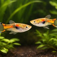 Poecilia endler supercolor male 1,5 — pair in a planted aquarium — representative image - view 2