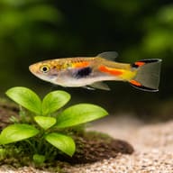 Poecilia endler supercolor male 1,5 — close view showing fin and scale detail — representative image - view 4