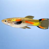 Poecilia endler supercolor male 1,5 — side profile on a plain background — representative image - view 3