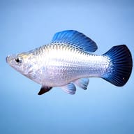 Poecilia Latipinna Ballon Molly Silver for UK Aquarists — side profile on a plain background — representative image - view 3