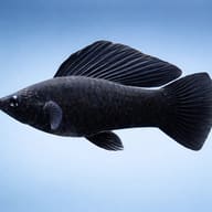 Poecilia Latipinna Black Molly Fish for UK Aquariums — side profile on a plain background — representative image - view 3