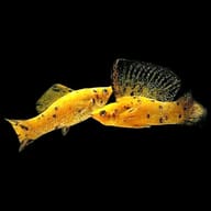 Gold Leopard Sailfin Molly Mix source profile image for KE96 - view 1