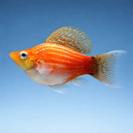 Side view of Assorted Balloon Molly in clear hard alkaline water — representative image - view 3