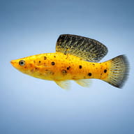 Side view of Gold Leopard Sailfin Molly Poecilia latipinna — representative image - view 4