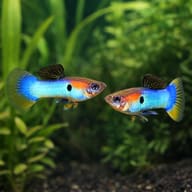 Poecilia ret. female koi tuxedo — Japan Blue Guppy - Male & Female - Poecilia Reticulata X Wingei - Livebearer - view 2
