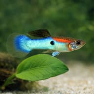 Poecilia ret. female koi tuxedo — Japan Blue Guppy - Male & Female - Poecilia Reticulata X Wingei - Livebearer - view 4
