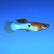 Poecilia ret. female koi tuxedo — Japan Blue Guppy - Male & Female - Poecilia Reticulata X Wingei - Livebearer - view 3