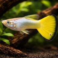 Poecilia Reticulata Male German Yellow - UK — representative image - view 1