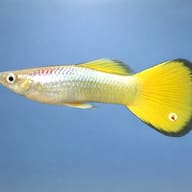 Poecilia Reticulata Male German Yellow - UK — side profile on a plain background — representative image - view 3