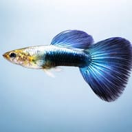 Representative side view of a Metallic Blue Neon Male Guppy with a silver-blue body and broad deep-blue tail - view 3