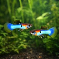 Japan Blue Guppy - Male & Female - Poecilia Reticulata X Wingei - Livebearer — pair in a planted aquarium - view 2