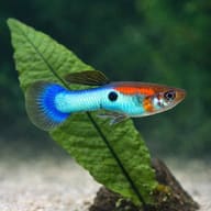 Japan Blue Guppy - Male & Female - Poecilia Reticulata X Wingei - Livebearer — close view showing fin and scale detail - view 4