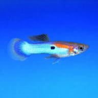 Japan Blue Guppy - Male & Female - Poecilia Reticulata X Wingei - Livebearer — side profile on a plain background - view 3