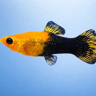 Poecilia Sphenops Gold Black Molly Fish for UK Aquariums — side profile on a plain background — representative image - view 3