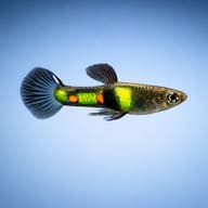 Poecilia endler tiger — tiger Endler's livebearer male - view 3