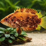 Polycentrus schomburgki 3,5 — close view showing fin and scale detail — representative image - view 4