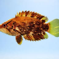Polycentrus schomburgki 3,5 — side profile on a plain background — representative image - view 3