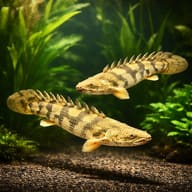 Saddled Bichir (Polypterus endlicherii) in a wood-and-plant oddball aquarium setup — representative image - view 2