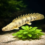 Saddled Bichir (Polypterus endlicherii) side profile showing saddled body pattern — representative image - view 4