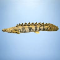 Saddled Bichir (Polypterus endlicherii) close view showing armored scales and finlets — representative image - view 3