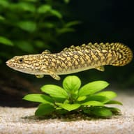 Polypterus ornatipinnis 5 — close view showing fin and scale detail — representative image - view 4