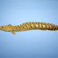 Polypterus ornatipinnis 5 — side profile on a plain background — representative image - view 3
