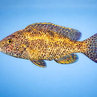 Polystigma Cichlid — Polystigma — side profile on a plain background — representative image - view 3