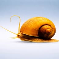 Pomacea red snail sp. — side profile on a plain background — representative image - view 3