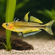 Popondetta Blue-eye Rainbowfish (Pseudomugil connieae) beside plants showing small blue-eye body shape — representative image - view 4