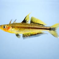 Popondetta Blue-eye Rainbowfish (Pseudomugil connieae) side profile showing yellow fins and dark lateral stripe - view 3