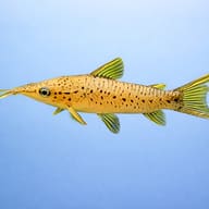 Porthole Catfish (Dianema longibarbis) — side profile on a plain background — representative image - view 3