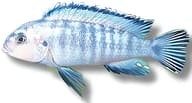 Powder Blue Cichlid (Chindongo socolofi) 0839 - view 5