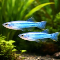 Pair of Powder-Blue Lampeyes showing blue body colour in a planted aquarium — representative image - view 2