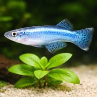 Powder-Blue Lampeye beside aquarium plants showing small streamlined body shape — representative image - view 4