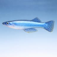 Powder-Blue Lampeye side profile showing reflective blue body colour — representative image - view 3
