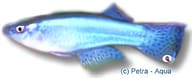 Powder-Blue Lampeye (Procatopus gracilis) - view 5
