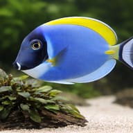 Powderblue surgeonfish - Marine Aquarium Livestock (Acanthurus leucosternon) — Powderblue Surgeonfish M - view 4