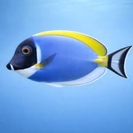 Powderblue surgeonfish - Marine Aquarium Livestock (Acanthurus leucosternon) — Powderblue Surgeonfish M - view 3